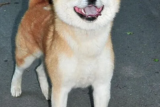 ** REPRODUKTOR Akita Inu - import z Włoch **