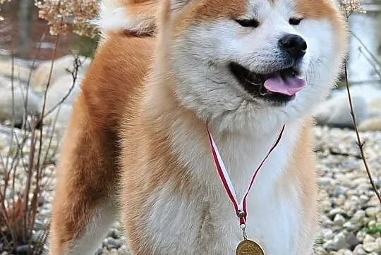** REPRODUKTOR Akita Inu - import z Włoch **
