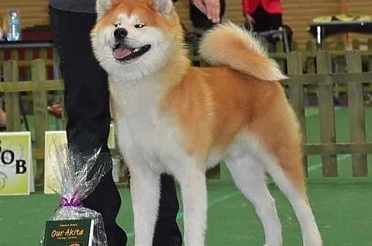 ** REPRODUKTOR Akita Inu - import z Włoch **