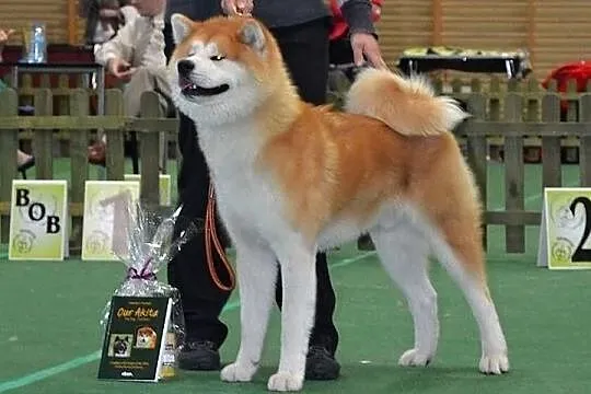 ** REPRODUKTOR Akita Inu - import z Włoch **