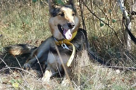 Spokojny Ares szuka domku!!!,  mazowieckie Warszaw