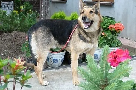 Spokojny Ares szuka domku!!!,  mazowieckie Warszaw