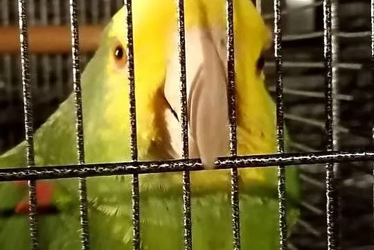 Amazonki Oratrix