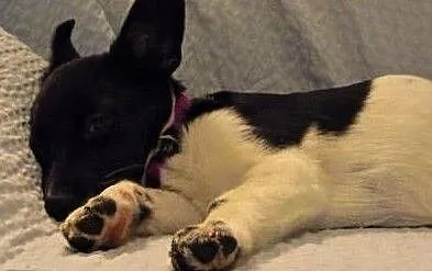 NERA - 4 miesięczna, świetna sunia do adopcji,, Małopolskie, Kraków