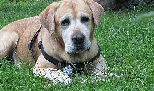 Tofik-stuprocentowy labrador czeka na dom, mazowi