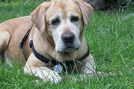Tofik-stuprocentowy labrador czeka na dom,  mazowi