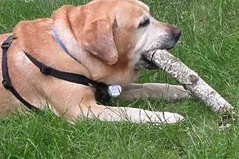 Tofik-stuprocentowy labrador czeka na dom,  mazowi