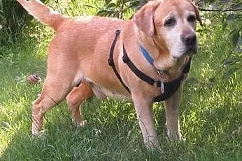 Tofik-stuprocentowy labrador czeka na dom,  mazowi