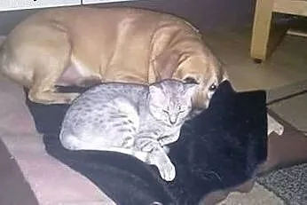 Tofik-stuprocentowy labrador czeka na dom,  mazowi