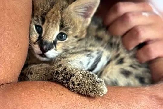 Serval afrykański młode , butelka