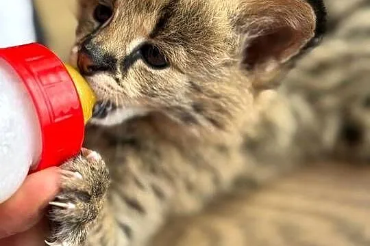 Serval afrykański młode , butelka, Podlaskie, Łomża
