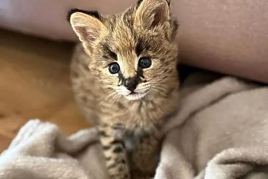 Serval afrykański młode , butelka, Podlaskie, Łomża