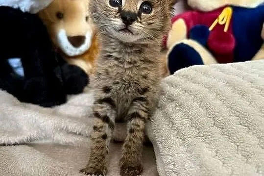 Serval afrykański młode , butelka, Podlaskie, Łomża