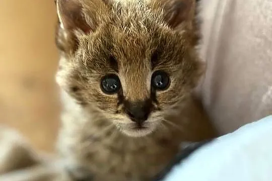 Serval afrykański młode , butelka, Podlaskie, Łomża