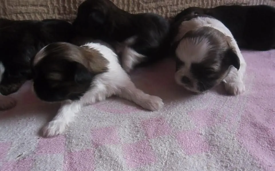 Shih tzu - szczenięta