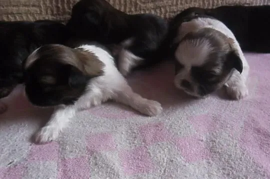 Shih tzu - szczenięta