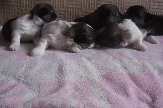 Shih tzu - szczenięta