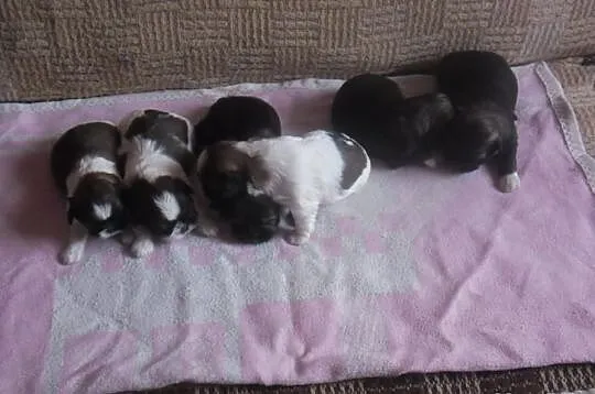 Shih tzu - szczenięta