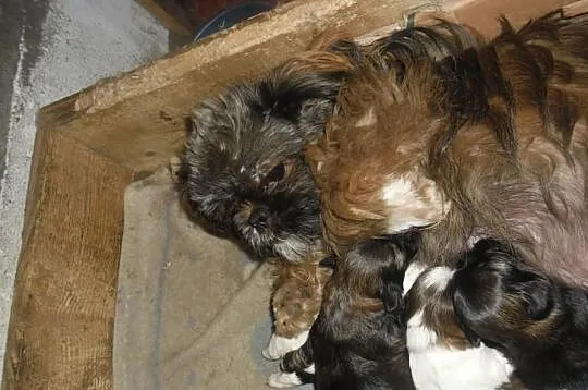 Shih tzu - szczenięta