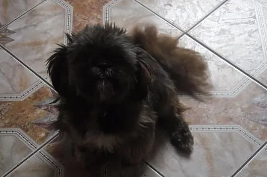 Shih tzu - szczenięta