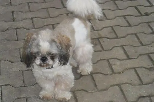 Shih tzu - szczenięta