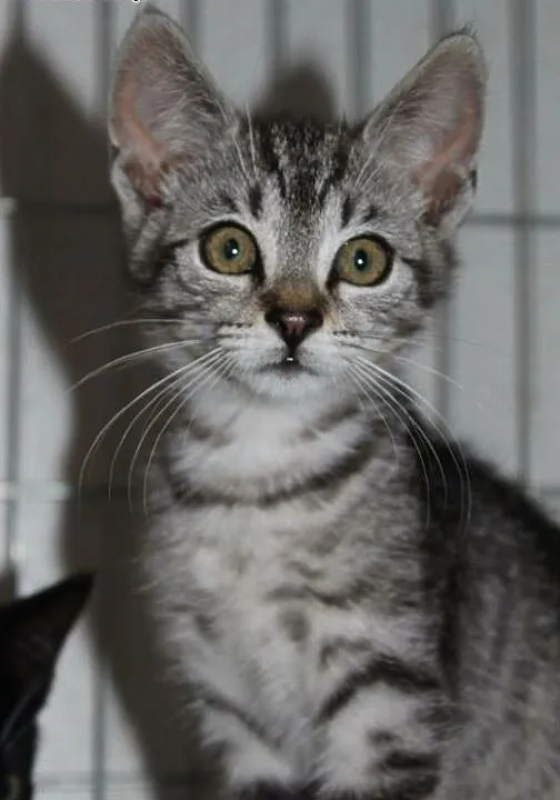 Malutka Lilcia - niczym z reklamy WHISKASA! adoptu