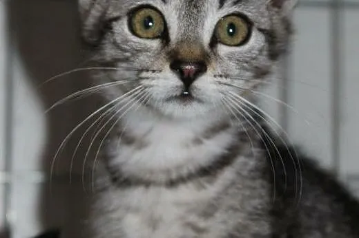 Malutka Lilcia - niczym z reklamy WHISKASA! adoptu