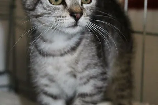 Malutka Lilcia - niczym z reklamy WHISKASA! adoptu