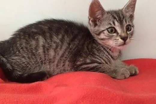 Malutka Lilcia - niczym z reklamy WHISKASA! adoptu