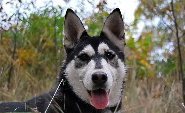Brązowooka Maszka, piękna sunia siberian husky, cz