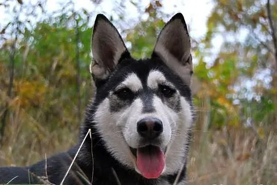 Brązowooka Maszka, piękna sunia siberian husky, cz