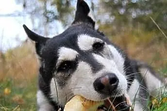 Brązowooka Maszka, piękna sunia siberian husky, cz