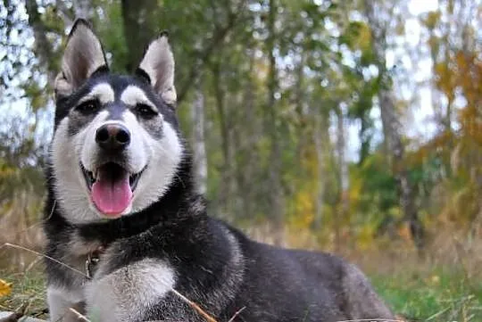 Brązowooka Maszka, piękna sunia siberian husky, cz