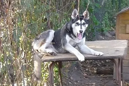 Brązowooka Maszka, piękna sunia siberian husky, cz