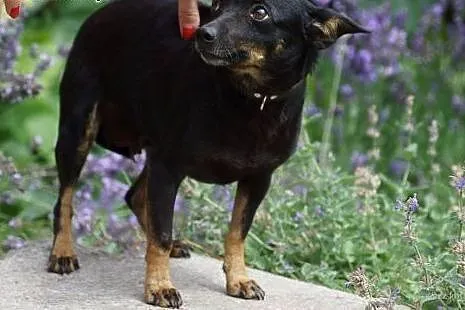 Mimi w typie pinczera szuka domu,  łódzkie Łódź