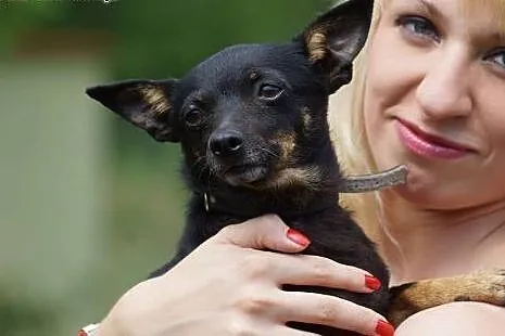 Mimi w typie pinczera szuka domu,  łódzkie Łódź