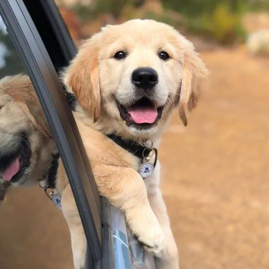 Urocze szczenięta Golden Retriever na sprzedaż, skontaktuj się już teraz., Warmińsko-mazurskie, Elbląg