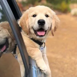 Urocze szczenięta Golden Retriever na sprzedaż, skontaktuj się już teraz.