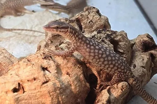 Varanus acanthurus – waran kolczastoogonowy