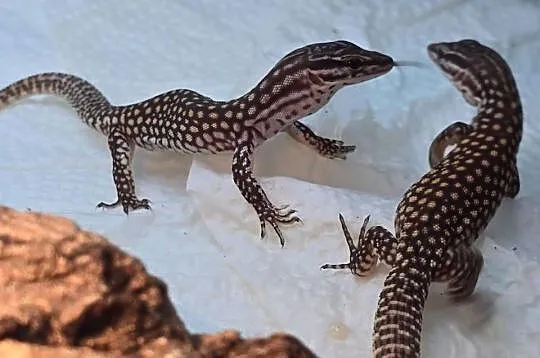 Varanus acanthurus – waran kolczastoogonowy, Mazowieckie, Błonie