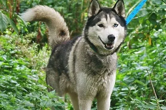 Kaiko - ideał husky, dobrze ułożony, aktywny i przyjazny ADOPCJA