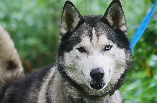 Kaiko - ideał husky, dobrze ułożony, aktywny i prz