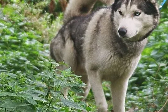 Kaiko - ideał husky, dobrze ułożony, aktywny i prz