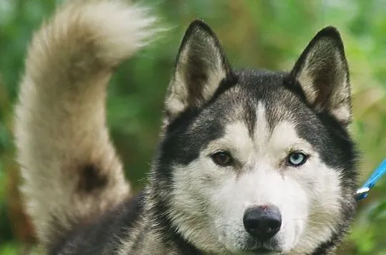 Kaiko - ideał husky, dobrze ułożony, aktywny i prz