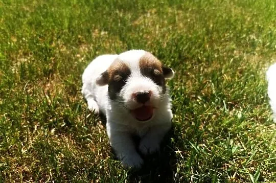 Jack Russell Terrier
