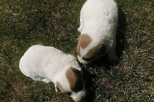 Jack Russell Terrier, Wielkopolskie, Kłodawa