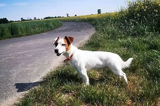 Jack Russell Terrier, Wielkopolskie, Kłodawa
