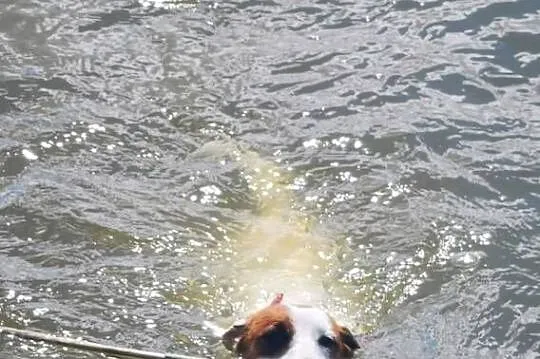 Jack Russell Terrier, Wielkopolskie, Kłodawa