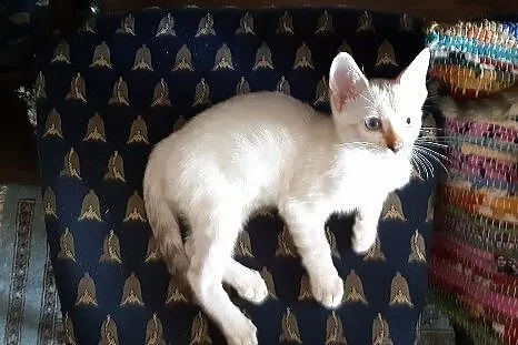 Bengalski kot - melanistic na szczęście