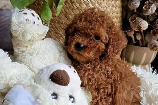 Pudel toy chlopczyk  badania genetyczne